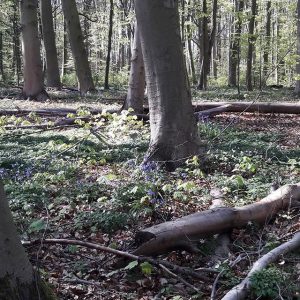Bois de la Cambre