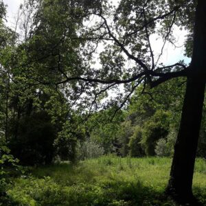 Nature - Juin 2020