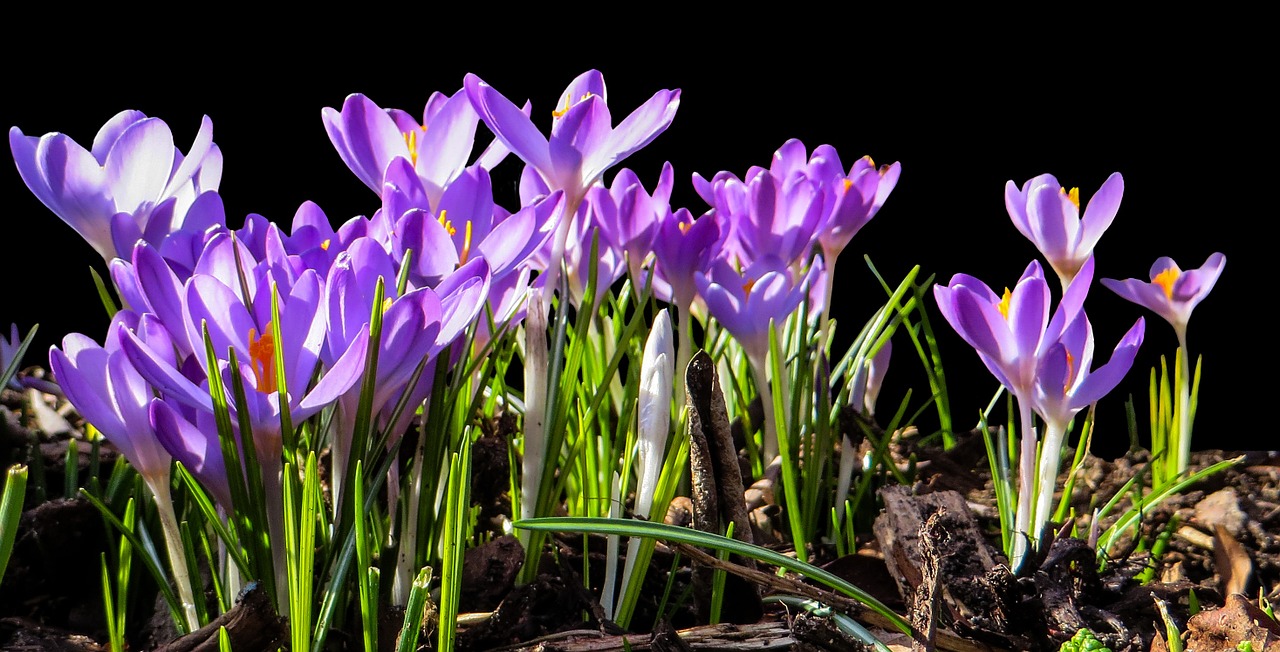 Fleurs